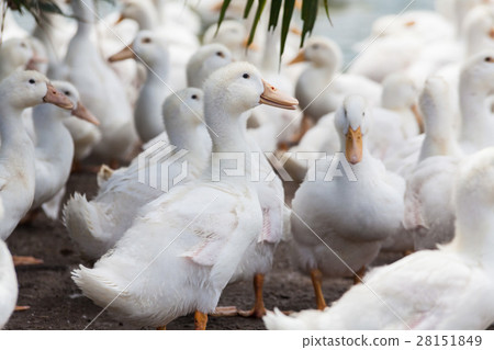 Real white duck in a farm with pond Real white duck in a farm with pond 28151849