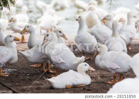 Real white duck in a farm with pond Real white duck in a farm with pond 28151850