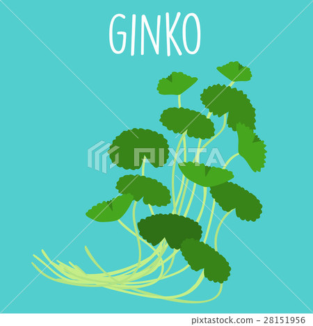 fresh ginko leaf in withe backgruond vector fresh ginko leaf in withe backgruond vector 28151956