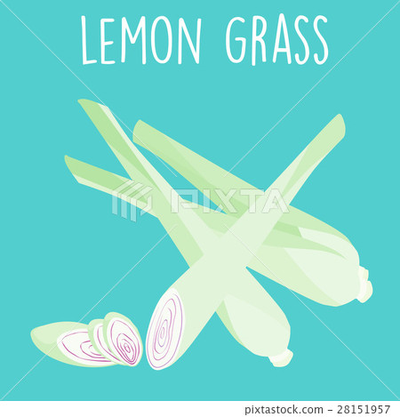 fresh lemon grass plant and slice vector - Stock Illustration [28151957 ...