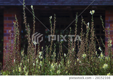Flowers in front of the pavilion 28152108