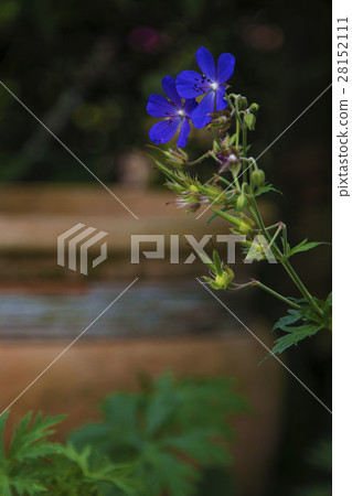 Blue geranium 28152111