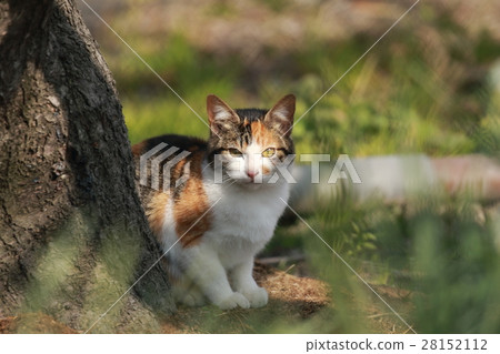 Cat 28152112