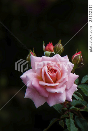 a pink blooming rose 28152113