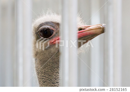 Close-up of head of ostrich 28152165