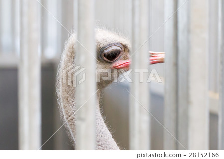 Close-up of head of ostrich Close-up of head of ostrich 28152166