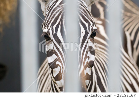 Close-up of a zebra Close-up of a zebra 28152167
