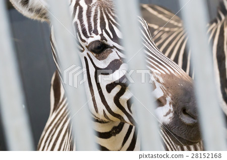 Close-up of a zebra 28152168
