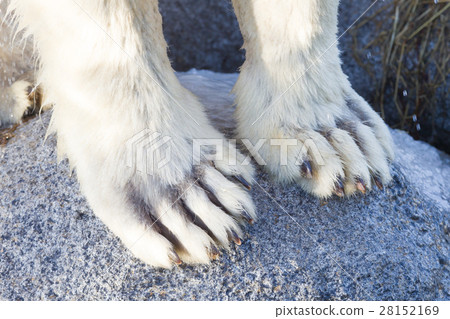 Polar bear paws Polar bear paws 28152169