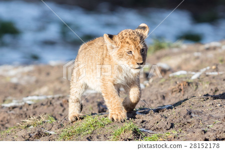 Lion cub exploring it's surroundings Lion cub exploring it's surroundings 28152178