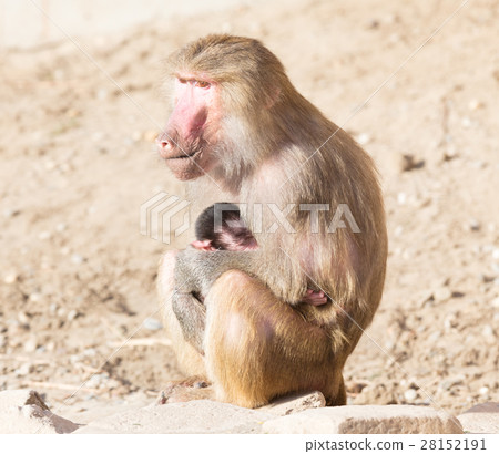 Baboon mother and her little one 28152191