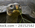 Tortoise feeding 28152582