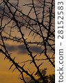 Acacia silhouette 28152583