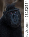 Macaque 28152584