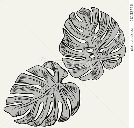 Exotic flowers set. Botanical vector vintage Exotic flowers set. Botanical vector vintage 28152736