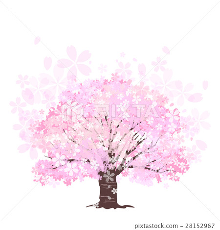 櫻花大木1書櫻花 櫻花大木1書櫻花 28152967