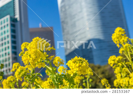 Rape blossoms 28153167