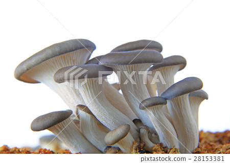 Oyster mushroom against white background Oyster mushroom against white background 28153381