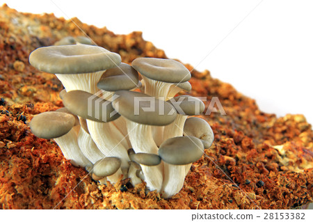 Oyster mushroom against white background Oyster mushroom against white background 28153382