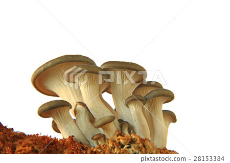 Oyster mushroom against white background Oyster mushroom against white background 28153384