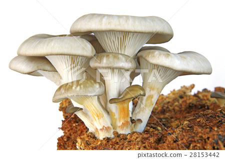 Oyster mushrooms against white background Oyster mushrooms against white background 28153442