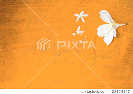 Plumeria flower on yellow background 28154147