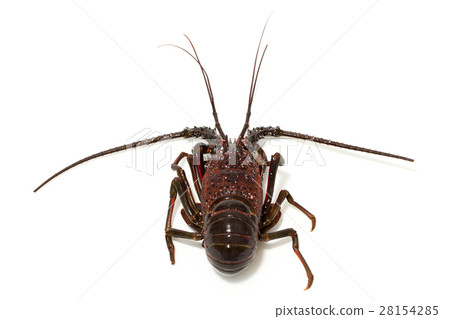 Shrimp Ise Shrimp Ise 28154285