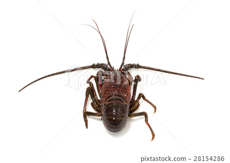 Shrimp Ise Shrimp Ise 28154286
