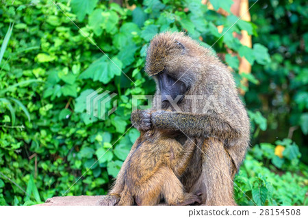 Female of olive baboon during breastfeeding Female of olive baboon during breastfeeding 28154508