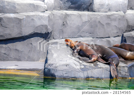 South American Sea Lion 28154565