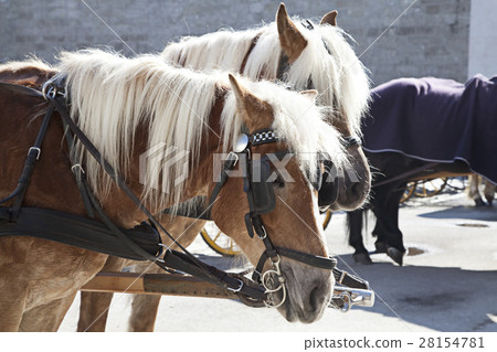 Carriage horses 28154781
