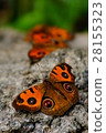 Multiple Tatehamodoki 28155323