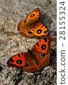Proposal of Tatehadodoki 28155324