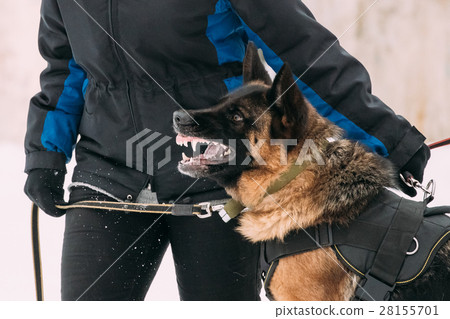 Training Of Purebred German Shepherd Adult Dog Or 28155701