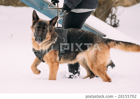 German Shepherd Dog Walking Near Owner During 28155702