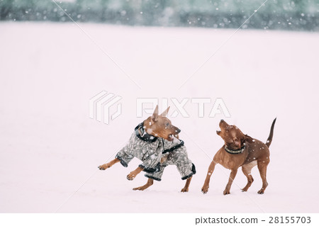 Two Dogs - Brown Miniature Pinscher Pincher Min 28155703