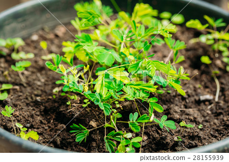 Green Sprouts Of Mimosa Pudica Growing From Soil Green Sprouts Of Mimosa Pudica Growing From Soil 28155939