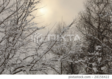 Snow scene 28156422
