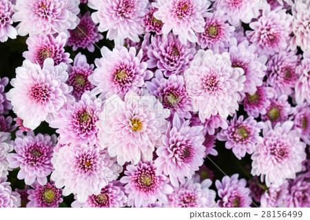 The cluster of purple chrysanthemum The cluster of purple chrysanthemum 28156499