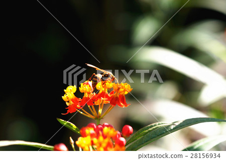 Yellow long bee 28156934