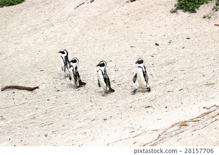 Penguin Penguin 28157706