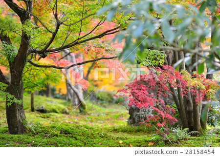 Autumn leaves in the garden 28158454