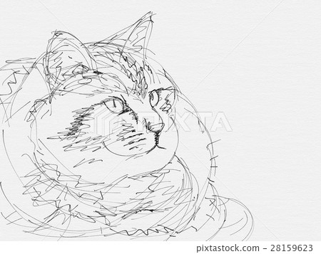 Cat Illustration Cat Illustration 28159623