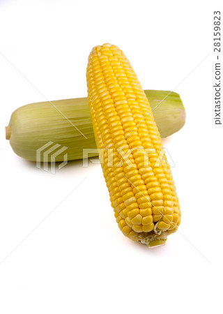 Corn isolate photo on white background. 28159823