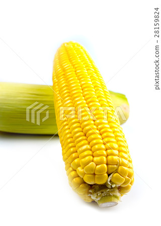 Corn isolate photo on white background. 28159824