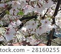 Sakura 1 28160255