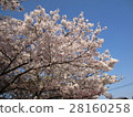 Sakura 2 28160258
