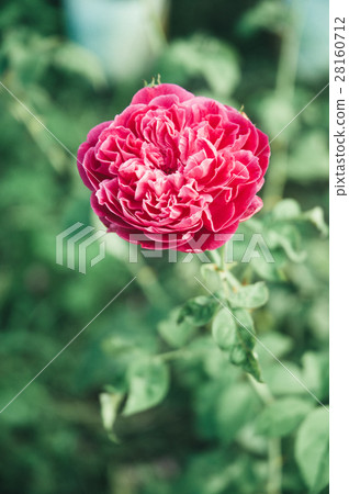 Single Red Rose Single Red Rose 28160712