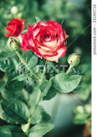 Single Red Rose Single Red Rose 28160718