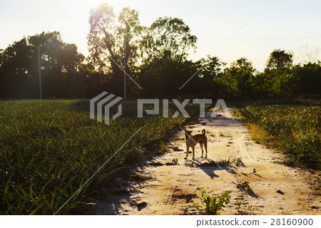 dog in farm at sunset 28160900